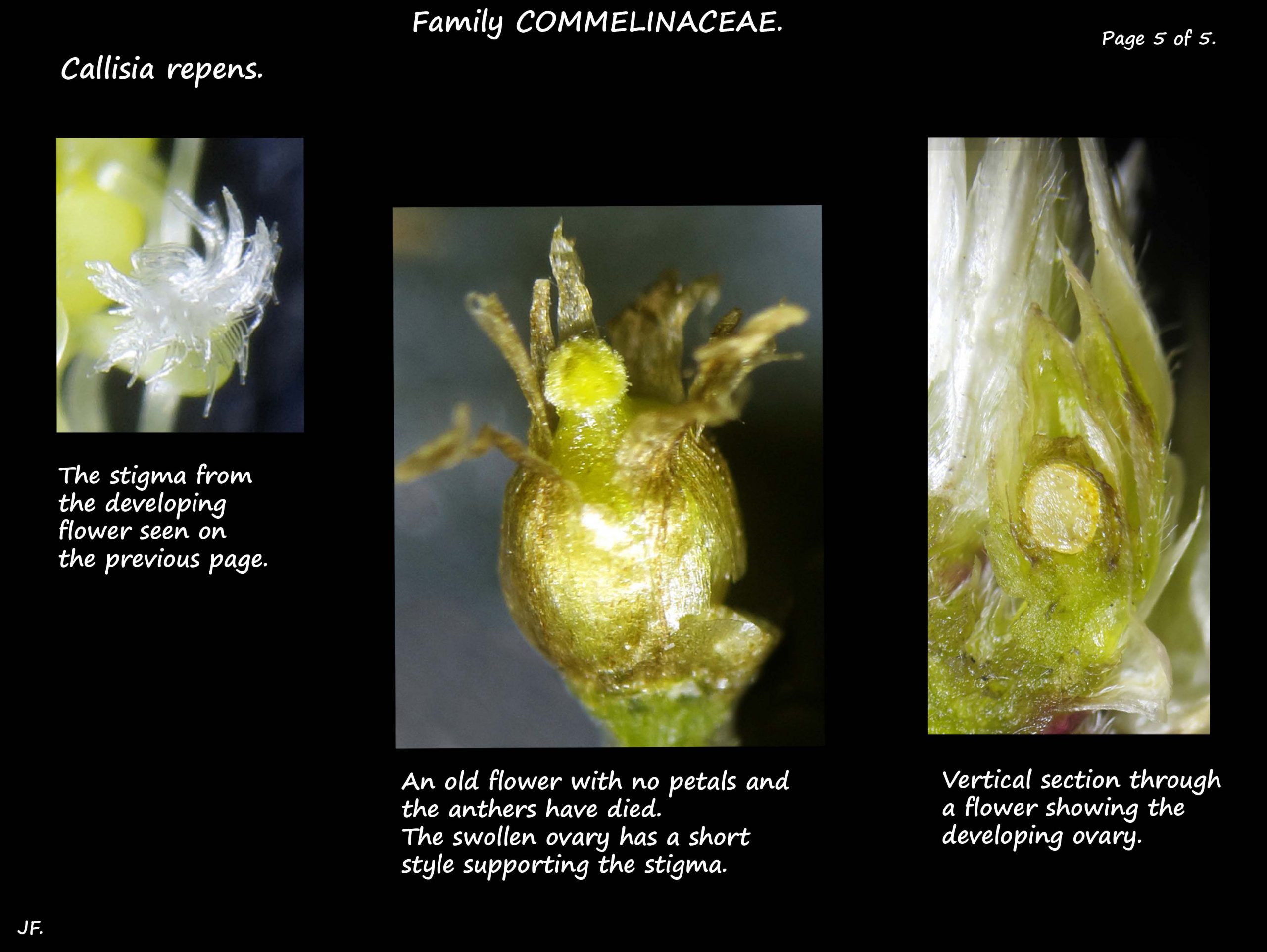 5 Callisia repens ovary